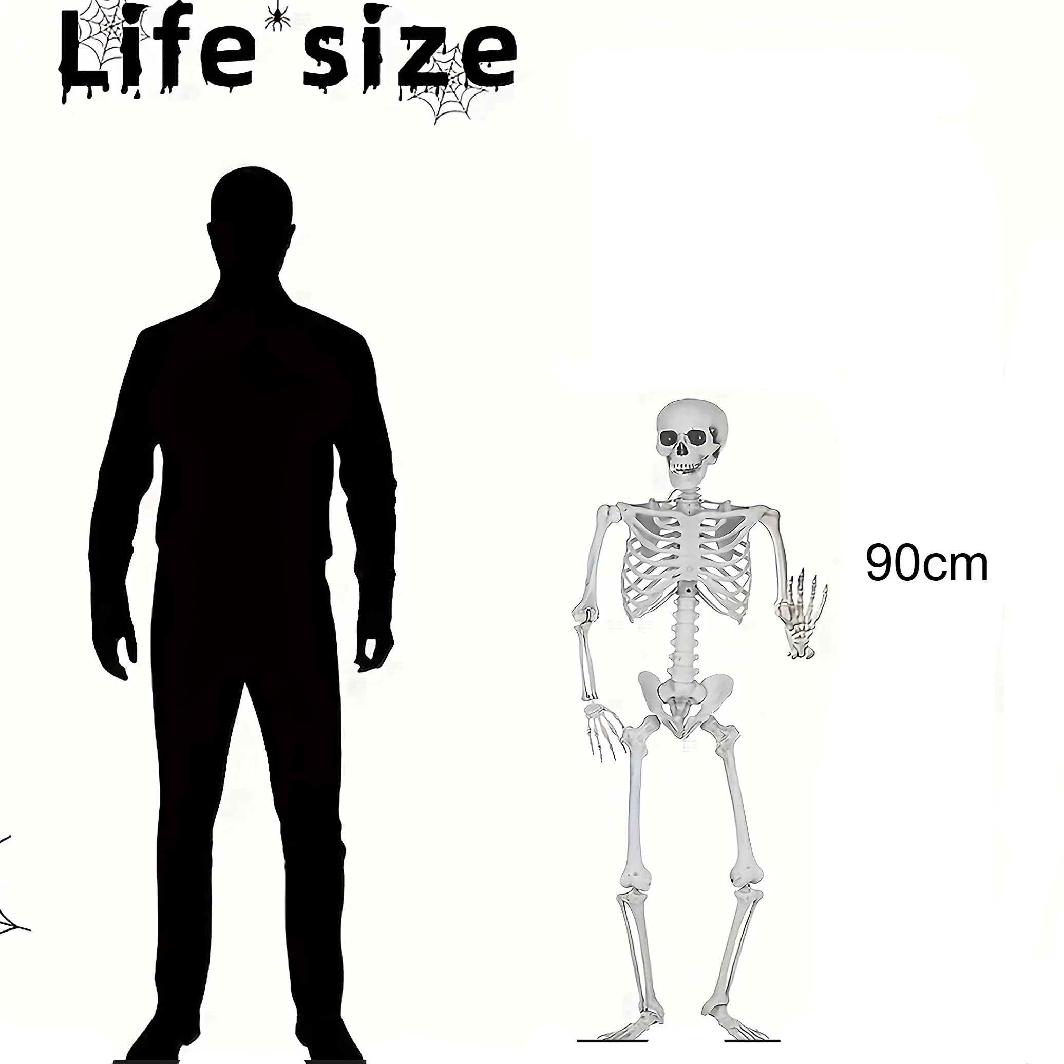 Halloween Skeleton Life Size Human Skeleton With Posable Joints Weather-Resistant Outdoor Decorations Spooky Photo Props Party
