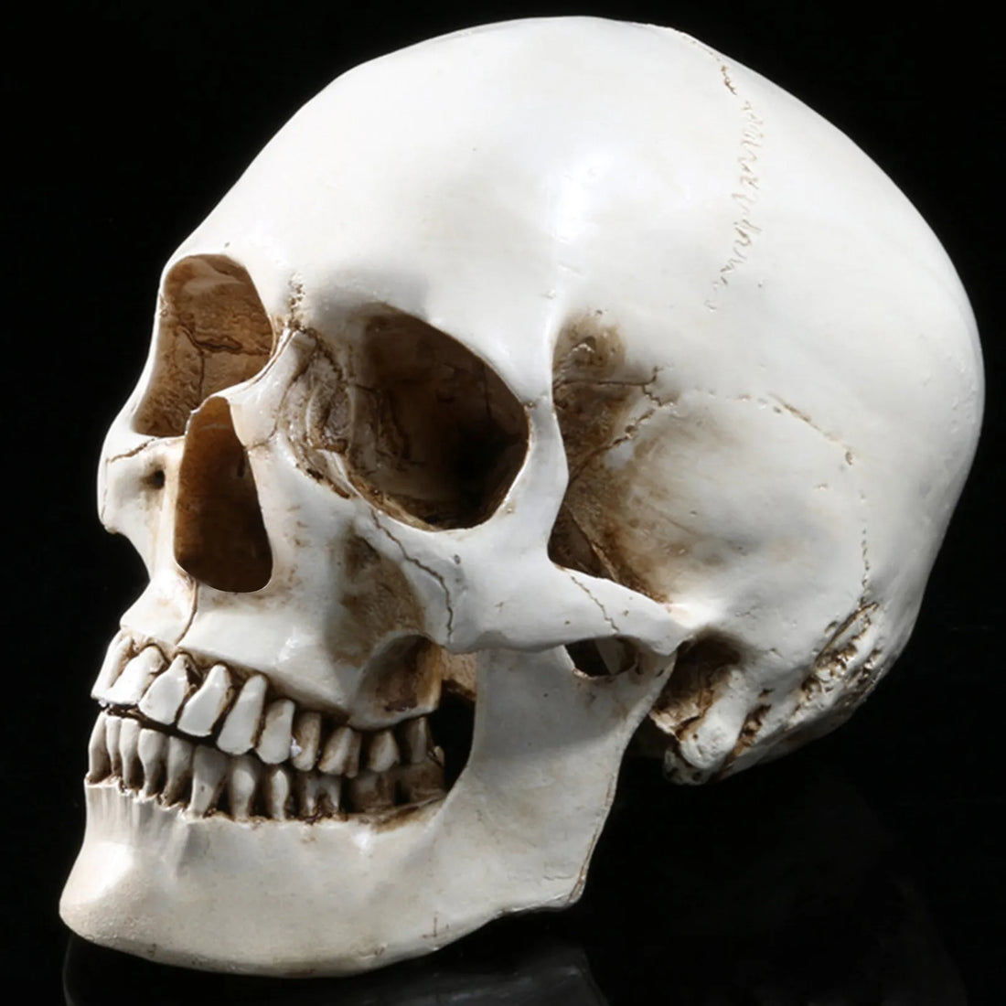 Halloween Human Head Skeleton Resin Life Size Skulls Lifesize Decor Realistic Crafts Decorations Movable Halloween Decorations