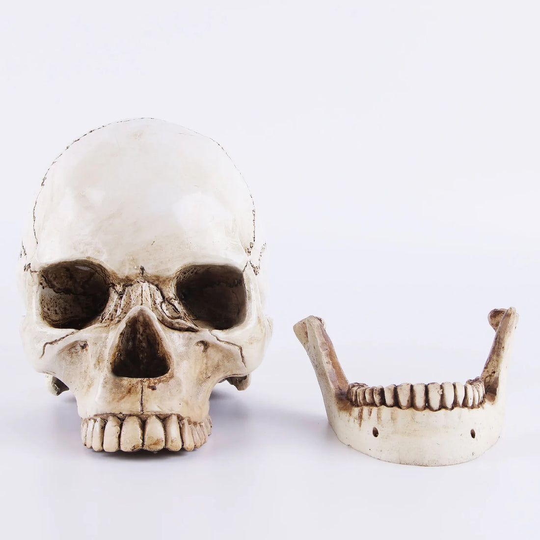 Halloween Human Head Skeleton Movable Halloween Decorations Resin Life Size Skulls Lifesize Decor Realistic Crafts Decorations